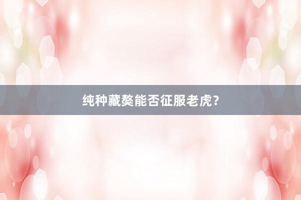 纯种藏獒能否征服老虎？